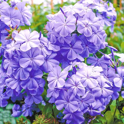 Bleiwurz Plumbago interface.art Bild 1 Bleiwurz Plumbago interface.image 1 interface.art 76654