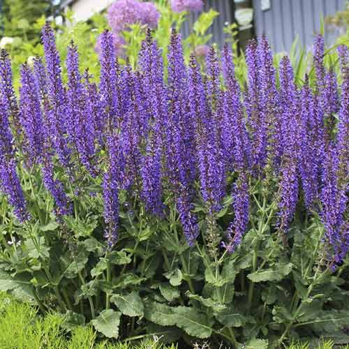 Blüten-Salbei Midnight Purple, C3 interface.art Bild 1 Blüten-Salbei Midnight Purple, C3 interface.image 1 interface.art 8575