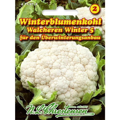 Blumenkohl Walcheren Winter 5 interface.art Bild 1 Blumenkohl Walcheren Winter 5 interface.image 1 interface.art 86026