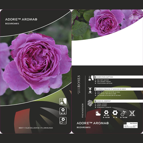 Beetrose Adore Aroma®, С3 interface.art Bild 3 Beetrose Adore Aroma®, С3 interface.image 3 interface.art 2065