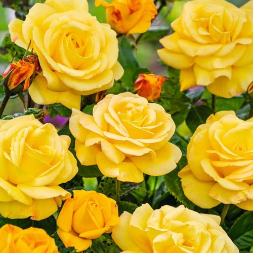 Edelrose Rosa Arthur Bell interface.image 1 interface.art 2188