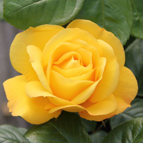 Edelrose Rosa Arthur Bell interface.image 2 interface.art 2188