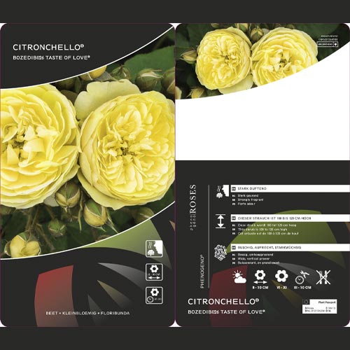 Beetrose Citronchello™, С3 interface.art Bild 2 Beetrose Citronchello™, С3 interface.image 2 interface.art 5821