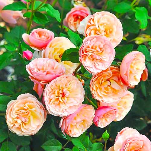 Rose Eveline Wild interface.image 1 interface.art 4995