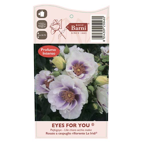 Beetrose Eyes for You®, C5 interface.art Bild 5 Beetrose Eyes for You®, C5 interface.image 5 interface.art 5507