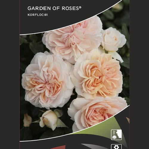 Beetrose Garden of Roses®, C5 interface.image 2 interface.art 5822