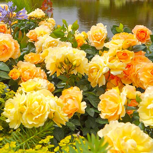 Strauchrose Rose Hansestadt Rostock® interface.image 1 interface.art 5508