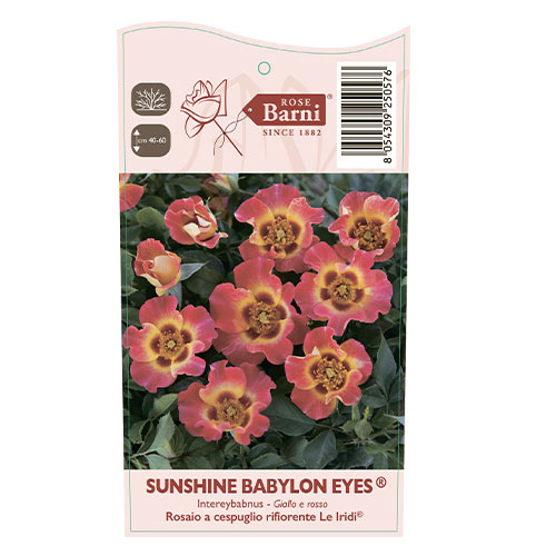 Beetrose Sunshine Babylon Eyes®, C5 interface.image 3 interface.art 5517