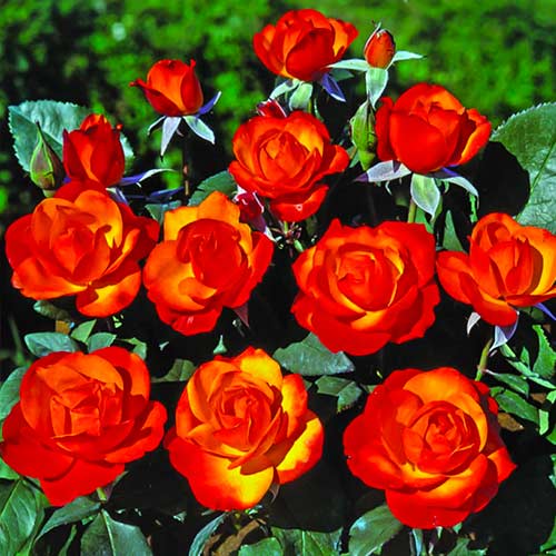 Strauchrose Rose Tempi Moderni® interface.image 1 interface.art 5518