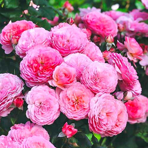 Rose Theo Clevers interface.image 1 interface.art 5007