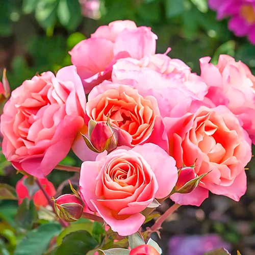 Rose Trendy Fashion interface.image 1 interface.art 4982