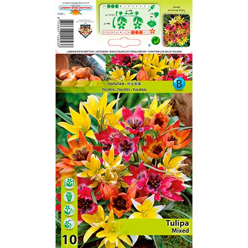 Botanische Tulpe, farbmischung interface.art Bild 1 Botanische Tulpe, farbmischung interface.image 1 interface.art 67873