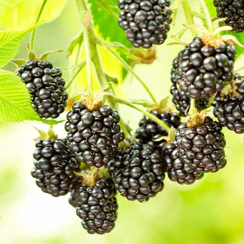 Brombeere Black Satin, Р9 interface.image 1 interface.art 7692