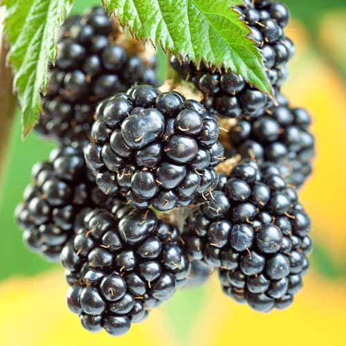 Brombeere Gigant interface.image 1 interface.art 7506