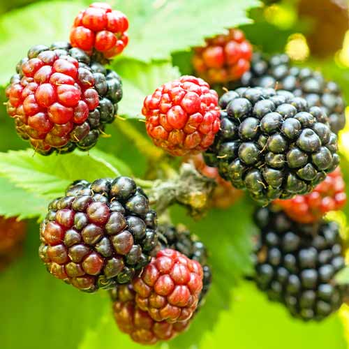 Brombeere Tricolor interface.image 1 interface.art 5835