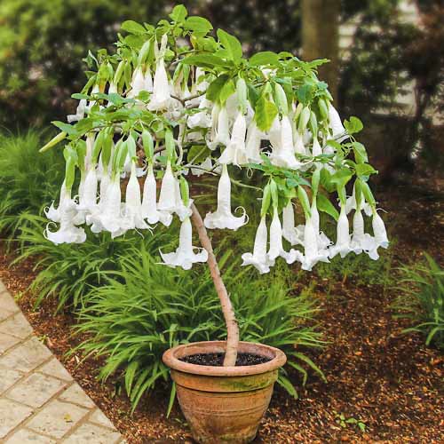 Brugmansia White interface.image 1 interface.art 76635