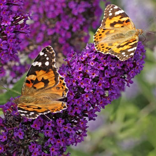 Buddleia Black Knight, P9 interface.art Bild 1 Buddleia Black Knight, P9 interface.image 1 interface.art 9172