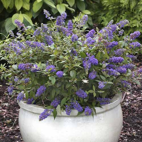 Buddleia Blue Chip Jr PBR, C3 interface.image 1 interface.art 8511