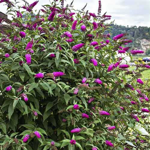 Buddleia Miss Ruby PBR, C3 interface.art Bild 1 Buddleia Miss Ruby PBR, C3 interface.image 1 interface.art 8514