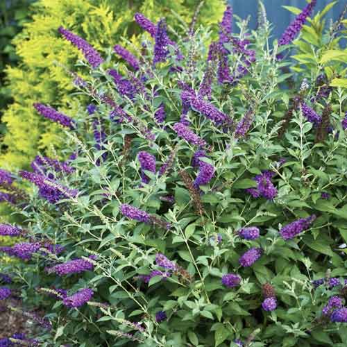 Buddleia Miss Violet PBR, C3 interface.image 1 interface.art 8515