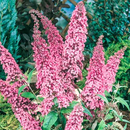 Buddleia Pink Delight, С2 interface.image 1 interface.art 8207
