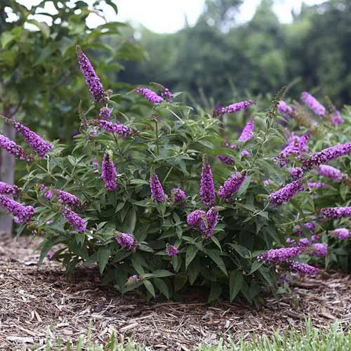 Buddleia Pink Micro Chip PBR, C3 interface.image 1 interface.art 8516