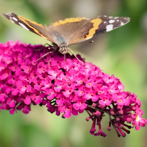 Buddleia Royal Red, P9 interface.image 1 interface.art 9011