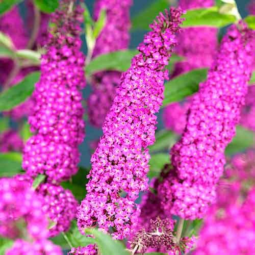 Buddleia Summer Beauty, Р9 interface.image 1 interface.art 9660