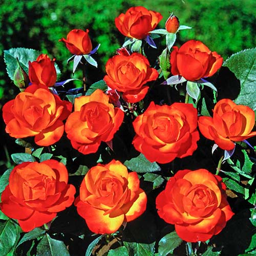 Kletterrose Tempi Moderni®, C5 interface.image 1 interface.art 5492