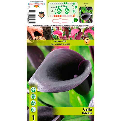 Calla Odessa interface.art Bild 1 Calla Odessa interface.image 1 interface.art 76597