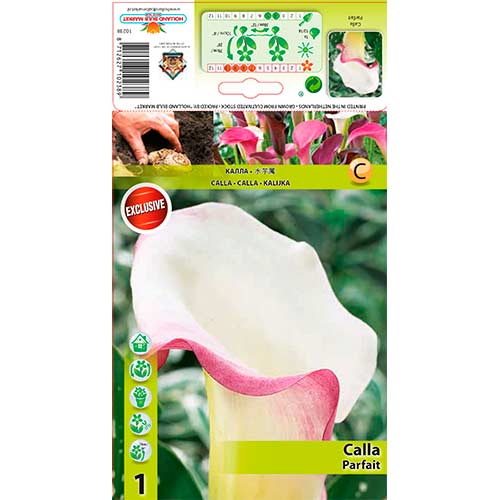 Calla Parfait interface.art Bild 1 Calla Parfait interface.image 1 interface.art 76195