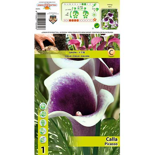 Calla Picasso interface.art Bild 1 Calla Picasso interface.image 1 interface.art 70362