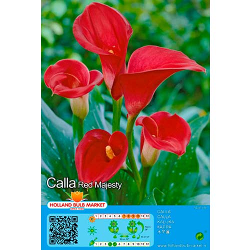 Calla Red interface.art Bild 1 Calla Red interface.image 1 interface.art 76398