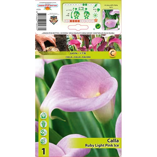 Calla Ruby Light Pink Ice interface.art Bild 1 Calla Ruby Light Pink Ice interface.image 1 interface.art 77828