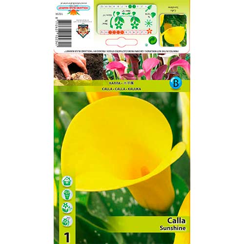 Calla Sunshine interface.art Bild 1 Calla Sunshine interface.image 1 interface.art 76599