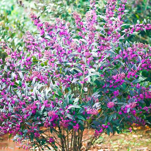 Callicarpa Pearl Glam interface.art Bild 1 Callicarpa Pearl Glam interface.image 1 interface.art 5589