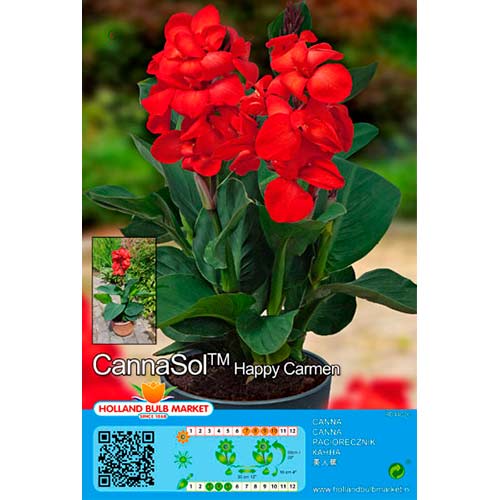 Zwerg-Canna Happy Carmen interface.art Bild 1 Zwerg-Canna Happy Carmen interface.image 1 interface.art 70364