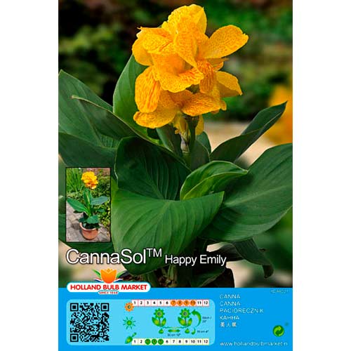 Canna Happy Emily interface.art Bild 1 Canna Happy Emily interface.image 1 interface.art 76402