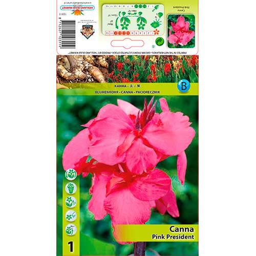 Canna Pink President interface.art Bild 1 Canna Pink President interface.image 1 interface.art 76199