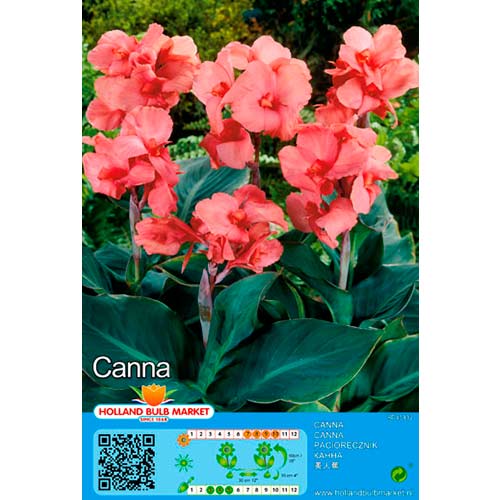 Canna Pink interface.art Bild 1 Canna Pink interface.image 1 interface.art 70462