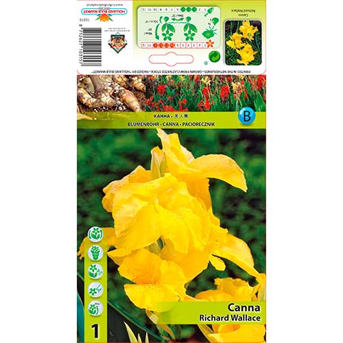 Canna Richard Wallace interface.art Bild 1 Canna Richard Wallace interface.image 1 interface.art 70366