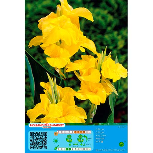Canna Yellow interface.art Bild 1 Canna Yellow interface.image 1 interface.art 70463