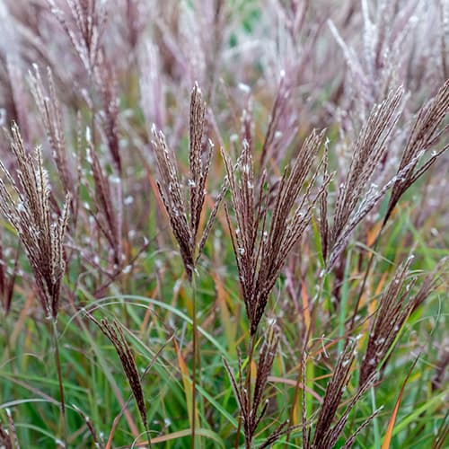 Chinaschilf (Miscanthus) Ferner Osten interface.image 1 interface.art 4083