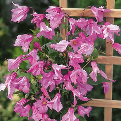 Clematis Alionushka, С2 interface.image 1 interface.art 1550