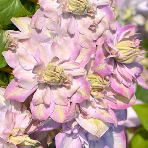 Clematis Anna's Choice, С2 interface.art Bild 1 Clematis Anna's Choice, С2 interface.image 1 interface.art 5464