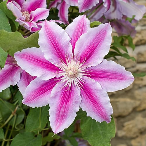 Clematis Bees Jubilee, C2 interface.image 1 interface.art 9661