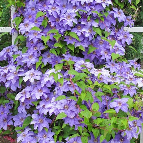 Clematis Blue Angel, P9 interface.image 1 interface.art 9051