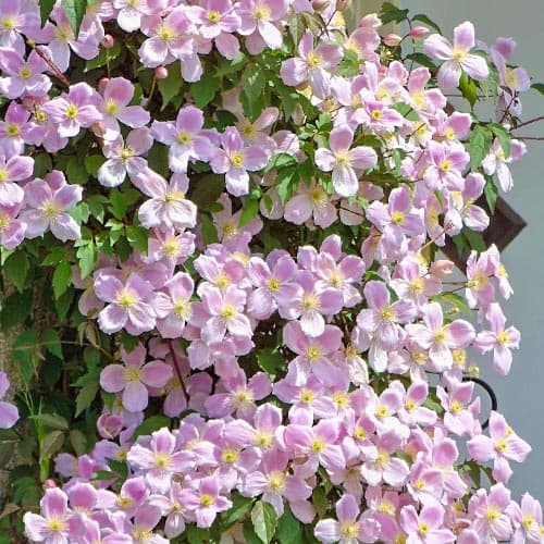 Clematis Elizabeth interface.image 1 interface.art 9053