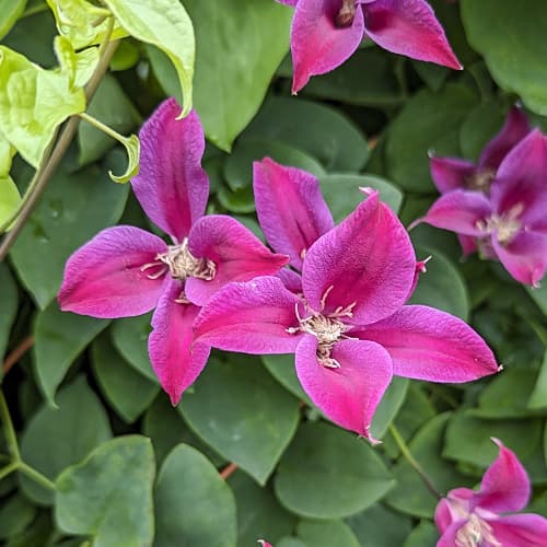Clematis Gravetye Beauty, Р9 interface.image 1 interface.art 9662