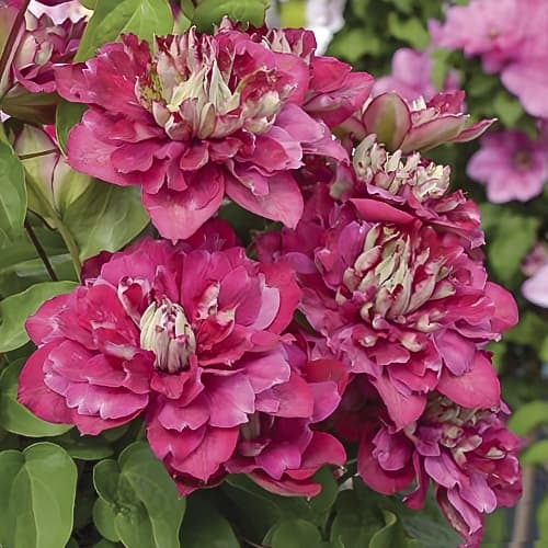 Clematis Hot Kisses, С2 interface.art Bild 1 Clematis Hot Kisses, С2 interface.image 1 interface.art 5476